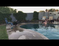 Owner throws toy from out pool black dog catches in mouth on grass