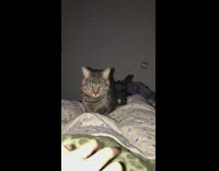 Cat tries to hit hand away girl 