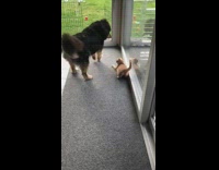 Large dog orange cat pink harness play