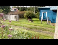 Filmer approaches the deer and pets it