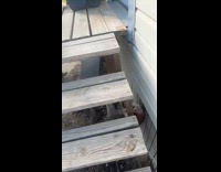 Brown dog falls down side of stairs