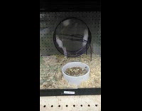 Three white mice spin and run hamster wheel