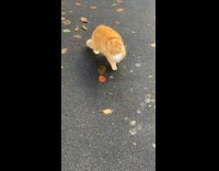 Collab ClipsIG - Man Stomps on Ground and Scares Cat Away