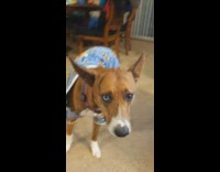 Lady Compliments Cute Yet Uncomfortable Dog in Pajamas