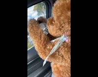 Brown dog drinks water from plastic bottle