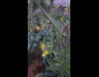 Brown Cat Stands in Garden Staring into Distance 