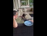 Dog yawns and asks for more scratch