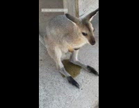 Baby Kangaroo pee floor Koala Sanctuary