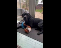 Dog excited when asked to go to park