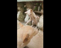 White kitten bite play with ear of dog