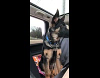 Black brown dog sits car open sunroof 