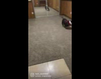 Playful Dog Approaches Owner then Runs Around