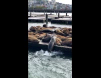 Seal on Water Jumps on Pier Slow Motion