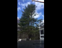 Time Lapse of Tree Removal Outside