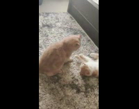 Two orange cats play fight grey carpet