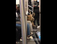 Large brown animal taxidermy head on subway 
