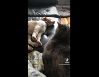 Collab BitchMP - Cat Hits Sleeping Dog In The Face On Couch