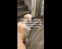 Dog fur only partially shaved