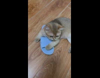 Kitten holds onto slipper