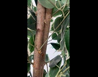 Fake branches sticked into a real tree