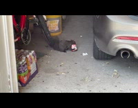 Black squirrel with bucket of Nutella garage