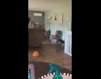 Girl watches black dog run around room