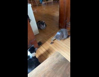 Cats surrounds small mouse