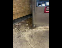 Rat runs at the subway train in NYC 