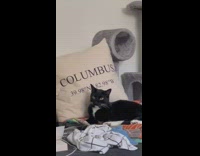 Cat watches chihuahua playfully bite other dog