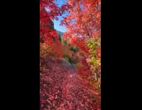 Collab PubityPets - Mountainside Trail Covered on Red Maple Tree Leaves Glitchy video