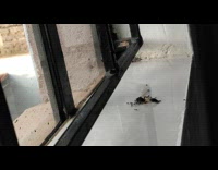 Ants Attempt to Move and Eat Dead Insect 