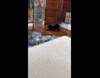 Dog barks at self in the mirror