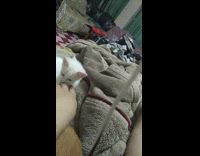 White kitten cat licks finger green curtain  