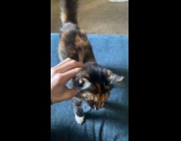 Submitter shows newly adopted kitten