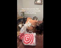 Cats inspecting moms items