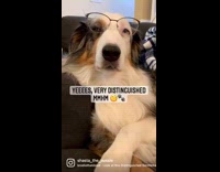 Distinguished dog on couch looking distinguished