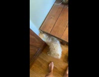 Dog squeezes through door, slips rolls and falls down wood stairs then hits wall