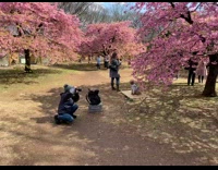 Small brown dog grey sweater cherry blossom 