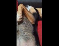 Dog mouth tongue open asleep on couch