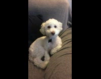 white dog bobs his head to music