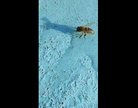 Bee by the pool with music on the background