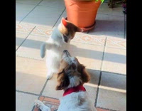 Cat gently slap face of dog