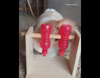 Shih Tzu plays red bottle treat toy