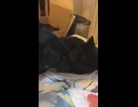 Black cat grooms large dog cardboard box 