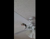 Kitten on ceiling fan with paws on blade 