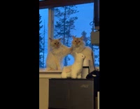 Two cats fight sits on the window