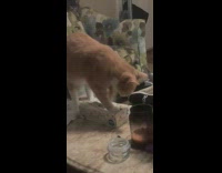 Orange cat sits in tissue box 