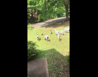 Group of goats outside front lawn grass 