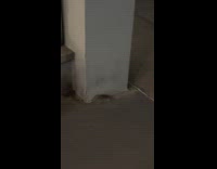 Collab WINY - Curious Cat Follow Rat then Runs Away