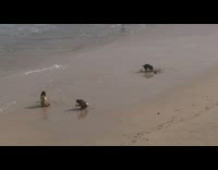 Girl wearing yellow bikini poses on beach 